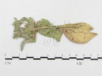 登錄號:F0019314藏品圖，第1張