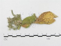 登錄號:F0019314藏品圖，第4張