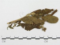 登錄號:F0019315藏品圖，第1張