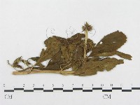 登錄號:F0019315藏品圖，第4張
