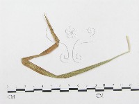登錄號:F0019316藏品圖，第1張