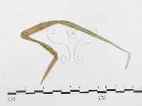 登錄號:F0019316藏品圖，第4張