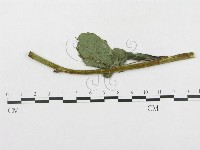 登錄號:F0019318藏品圖，第1張