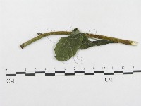 登錄號:F0019318藏品圖，第4張