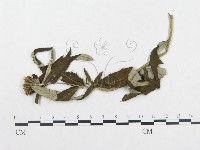 登錄號:F0019319藏品圖，第4張