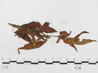 登錄號:F0019320藏品圖，第1張
