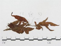 登錄號:F0019320藏品圖，第4張