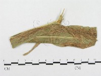 登錄號:F0019321藏品圖，第1張