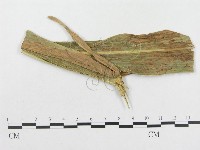 登錄號:F0019321藏品圖，第4張