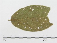 登錄號:F0019322藏品圖，第1張