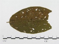 登錄號:F0019322藏品圖，第4張