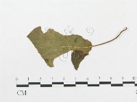 登錄號:F0019325藏品圖，第1張
