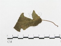登錄號:F0019325藏品圖，第4張