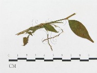 登錄號:F0019326藏品圖，第1張