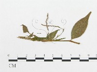 登錄號:F0019326藏品圖，第4張