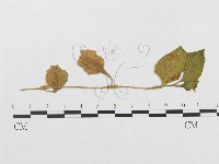 館號:F0019327藏品圖，第1張