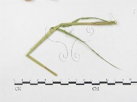 登錄號:F0019328藏品圖，第4張