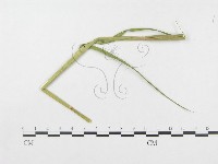 登錄號:F0019328藏品圖，第5張