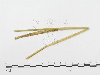 登錄號:F0019331藏品圖，第1張