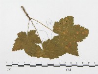 登錄號:F0019332藏品圖，第1張