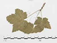 登錄號:F0019332藏品圖，第4張