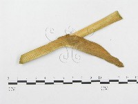 登錄號:F0019333藏品圖，第1張