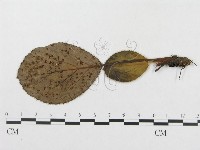 登錄號:F0019335藏品圖，第1張
