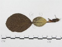 登錄號:F0019335藏品圖，第4張