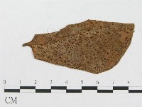 登錄號:F0019336藏品圖，第1張