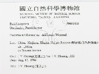登錄號:F0019338藏品圖，第3張