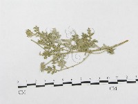 登錄號:F0019340藏品圖，第1張