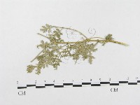 登錄號:F0019340藏品圖，第4張