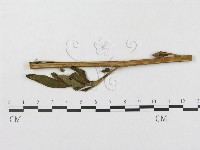 登錄號:F0019341藏品圖，第1張
