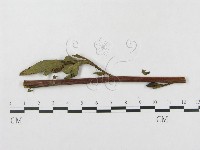 登錄號:F0019341藏品圖，第4張
