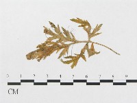 登錄號:F0019342藏品圖，第1張