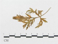 登錄號:F0019342藏品圖，第4張