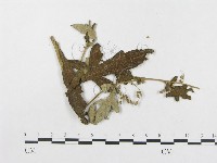 登錄號:F0019343藏品圖，第4張