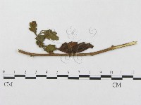 登錄號:F0019344藏品圖，第1張