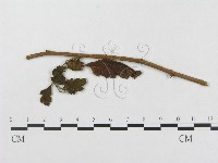 登錄號:F0019344藏品圖，第4張