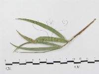 登錄號:F0019348藏品圖，第1張