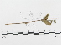 登錄號:F0019349藏品圖，第1張