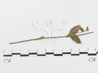 登錄號:F0019349藏品圖，第4張