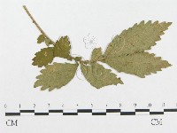 登錄號:F0019350藏品圖，第1張