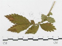 登錄號:F0019350藏品圖，第4張