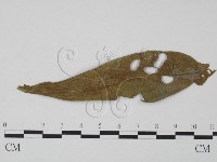 登錄號:F0019352藏品圖，第1張