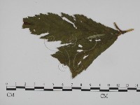 登錄號:F0019355藏品圖，第3張