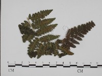 登錄號:F0019356藏品圖，第1張