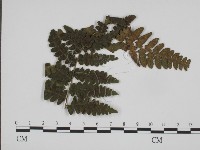 登錄號:F0019356藏品圖，第3張