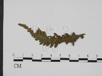 登錄號:F0019357藏品圖，第1張