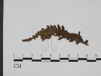 登錄號:F0019357藏品圖，第3張